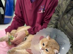 -北京观赏动物医院·24小时大型综合·猫专科·异宠专科