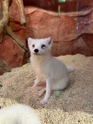 -Zoolung Zoolung动物主题公园(海信广场店)