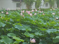 -金银湖国家城市湿地公园