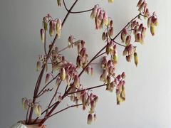 -花邻FloweringLife花艺气球派对(武康大楼店)