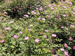 -白塘生态植物园