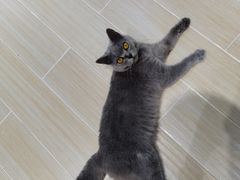 -momokira米努特·德文卷毛猫·棉花面纱犬