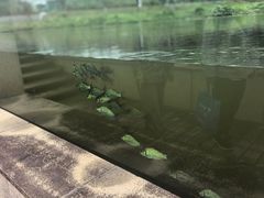 -鄱阳湖国家湿地公园