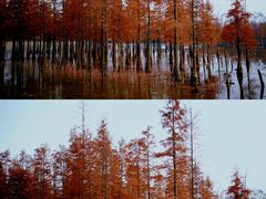 -白鹭湾湿地公园