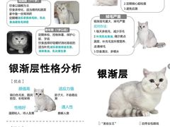 -猫十亿·布偶金渐层·曼基康矮脚猫舍(青年路店)