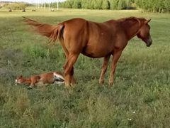 -塞罕坝国家级自然保护区