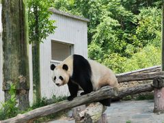 -卧龙中华大熊猫苑神树坪基地
