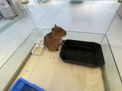 -怪兽屋·羊驼·猫咖·狗咖(俊华广场店)