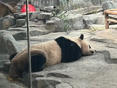 -武汉动物园