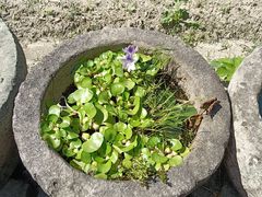 -鄞州雪菜博物馆