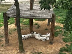 -西霞口神雕山野生动物世界