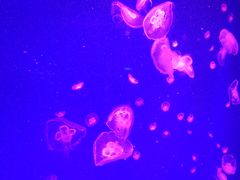 -芜湖新华联大白鲸海洋公园