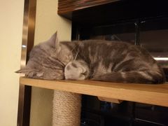 -more than meow吴止猫主题餐厅(承德 中船汇店)