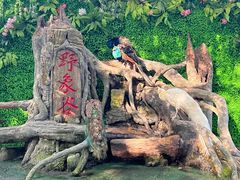 -野象谷景区