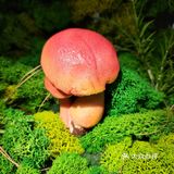 鲜味就直冲天灵盖，味道绝了！商家寄来的菌子做汤超棒