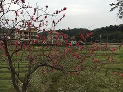 -红山村