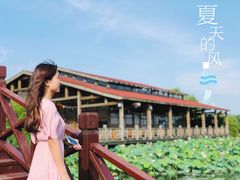 -荷塘月色湿地公园·向阳花洲