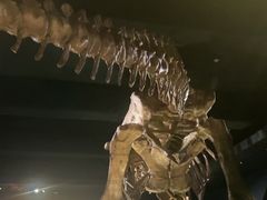 -美国自然历史博物馆