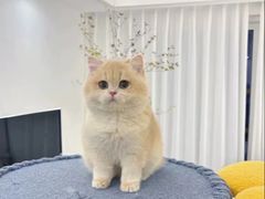 -猫十亿·布偶金渐层·曼基康矮脚猫舍(青年路店)