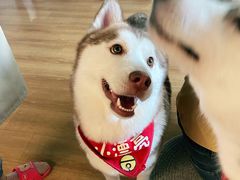 -Husky Go! 哈士奇体验馆·宠物咖啡厅狗咖