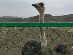 -新疆天山野生动物园