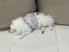 -怪兽屋·羊驼·猫咖·狗咖(俊华广场店)