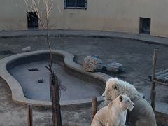 -大青山野生动物园