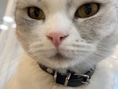 -共舞时光猫咖·狗咖(新街口店)