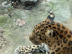 -杭州野生动物世界