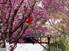 -桃源山庄·水蜜桃采摘·柴火鸡·烧烤团建(龙泉山店)