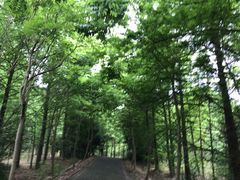 -上海海湾国家森林公园