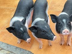 -HERRE·FARM 赫尔露营农场·团建聚会包场