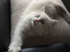 -Bastet sally猫舍购宠(静安店)