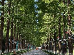 -黄海国家森林公园