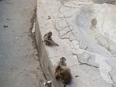 -沈阳森林动物园