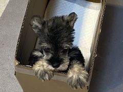 -翊宠yipet猫狗购宠庄园犬舍•猫舍