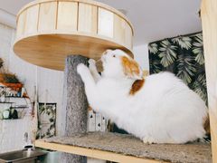 -平行世界·猫咖(首经贸店)
