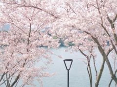 -羊山湖公园