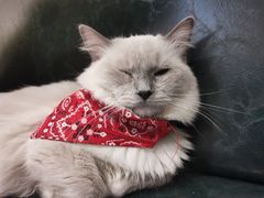-喵喵咪呀布偶猫咖(春熙路店)