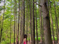 -桤木河湿地公园