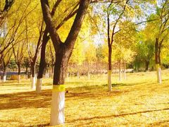 -大兴滨河森林公园