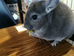 -藦茜花园宠物主题亲子互动体验馆(国顺东路店)