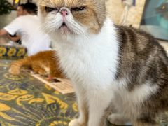 -平行世界·猫咖(首经贸店)
