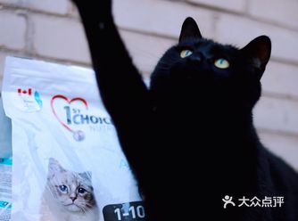 猫粮美毛功能好不好看我家黑猫就知晓