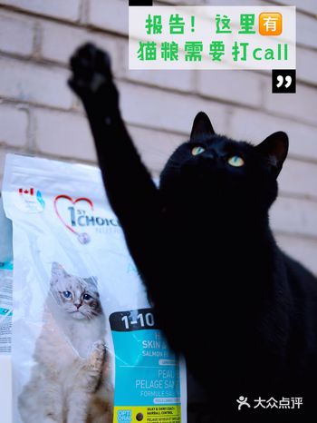 猫粮美毛功能好不好看我家黑猫就知晓