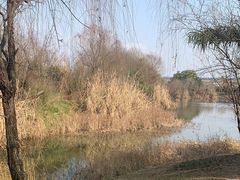 -白鹭湾湿地公园