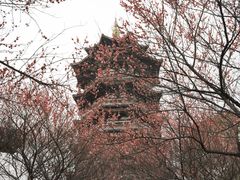 -洋湖国家湿地公园