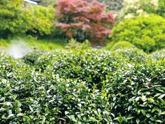 -十八棵（老龙井）御茶园(老龙井店)