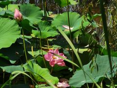 -永定河休闲森林公园