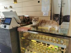 -瞄一喵猫咖(格力海岸店)